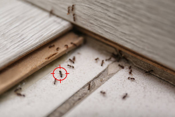 Best Pest Prevention Services  in Detroit Lakes, MN