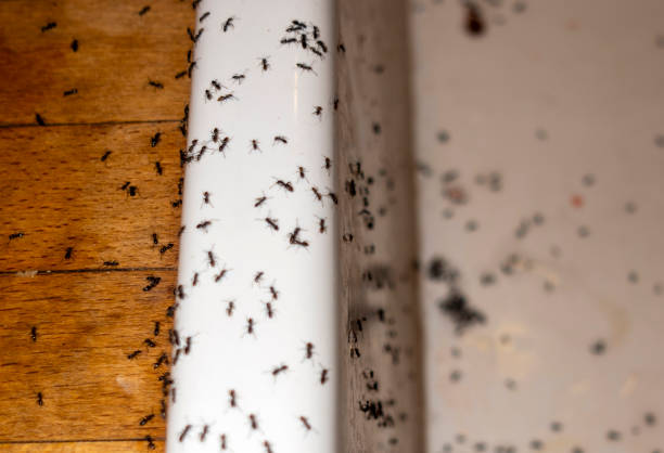 Best Wasp Removal Services  in Detroit Lakes, MN